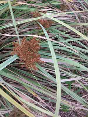 Javanese flatsedge(Cyperus javanicus)