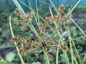 Javanese flatsedge(Cyperus javanicus)