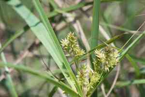 Javanese flatsedge(Cyperus javanicus)