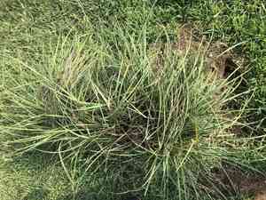 Javanese flatsedge(Cyperus javanicus)