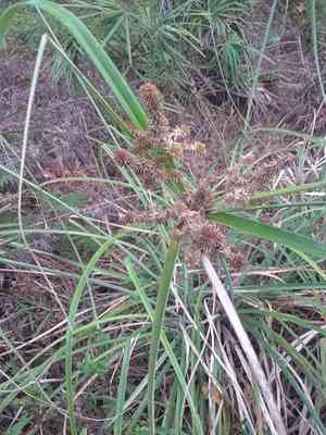 Swamp flatsedge(Cyperus ligularis)