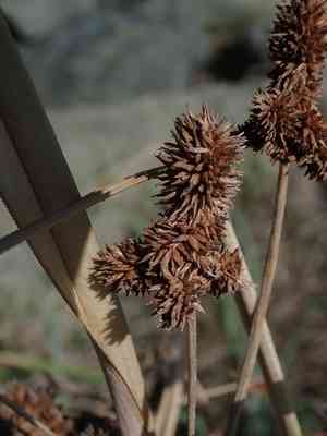 Swamp flatsedge(Cyperus ligularis)