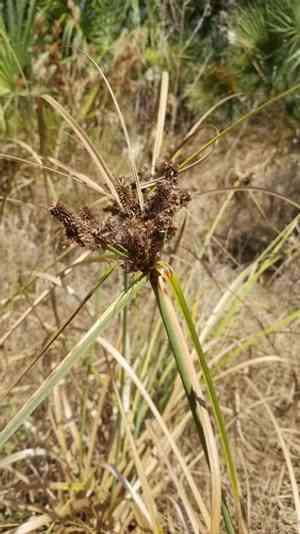 Swamp flatsedge(Cyperus ligularis)