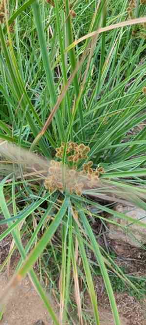 Swamp flatsedge(Cyperus ligularis)