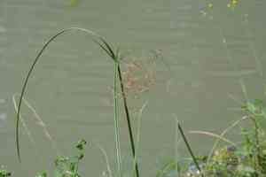 English galingale(Cyperus longus)