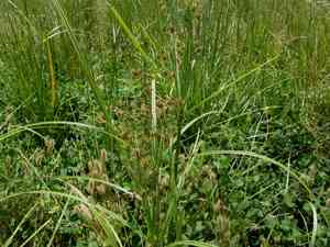English galingale(Cyperus longus)