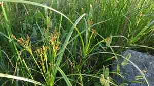 English galingale(Cyperus longus)
