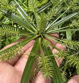 Meyen's flatsedge(Cyperus meyenianus)