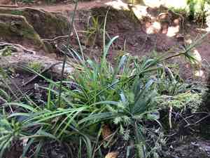 Meyen's flatsedge(Cyperus meyenianus)