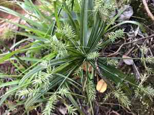 Meyen's flatsedge(Cyperus meyenianus)