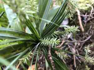 Meyen's flatsedge(Cyperus meyenianus)