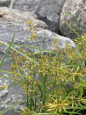 Lesser rice-field flatsedge(Cyperus microiria)