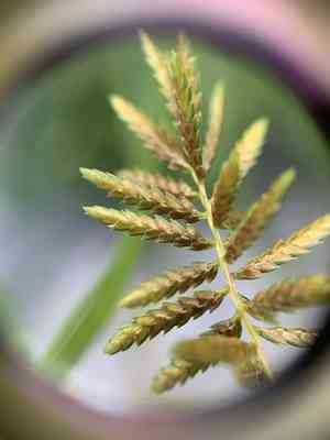 Lesser rice-field flatsedge(Cyperus microiria)