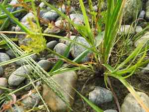 Lesser rice-field flatsedge(Cyperus microiria)