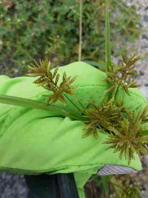 Lesser rice-field flatsedge(Cyperus microiria)