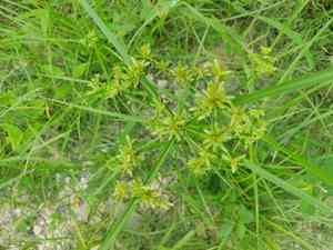 Pond flatsedge(Cyperus ochraceus)