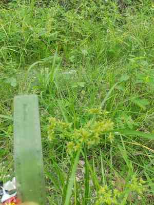 Pond flatsedge(Cyperus ochraceus)