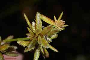 Pond flatsedge(Cyperus ochraceus)