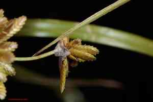 Pond flatsedge(Cyperus ochraceus)