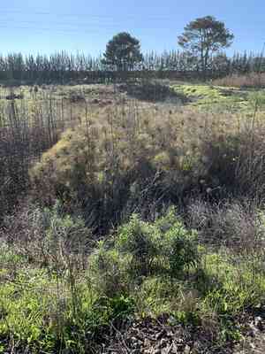 Papyrus sedge(Cyperus papyrus)