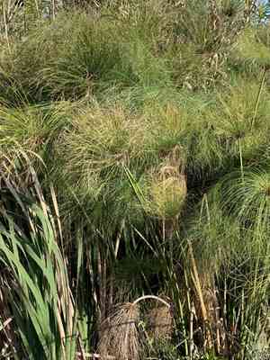 Papyrus sedge(Cyperus papyrus)