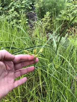 Manyspike flatsedge(Cyperus polystachyos)
