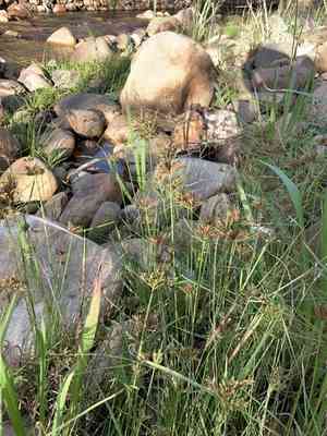 Manyspike flatsedge(Cyperus polystachyos)
