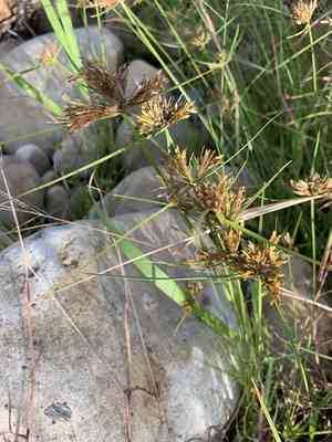 Manyspike flatsedge(Cyperus polystachyos)