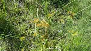 Manyspike flatsedge(Cyperus polystachyos)