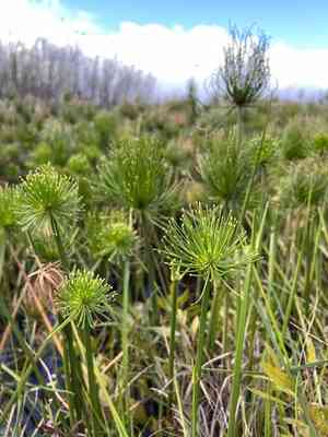 Miniature flatsedge(Cyperus prolifer)