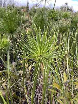 Miniature flatsedge(Cyperus prolifer)