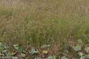Miniature flatsedge(Cyperus prolifer)