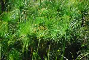 Miniature flatsedge(Cyperus prolifer)