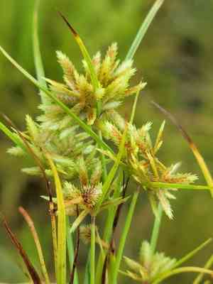 Low flatsedge(Cyperus pumilus)