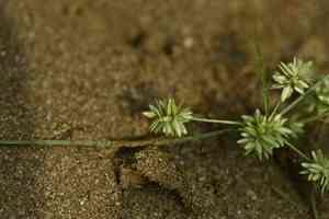 Low flatsedge(Cyperus pumilus)