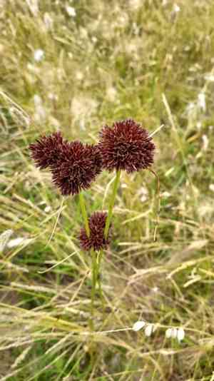 Bentawn flatsedge(Cyperus reflexus)
