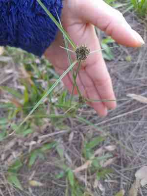 Bentawn flatsedge(Cyperus reflexus)