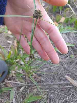 Bentawn flatsedge(Cyperus reflexus)