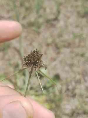 Bentawn flatsedge(Cyperus reflexus)