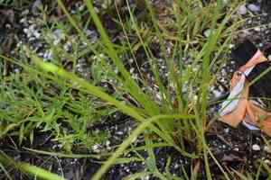 Pine barren flatsedge(Cyperus retrorsus)