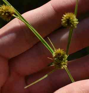 Pine barren flatsedge(Cyperus retrorsus)