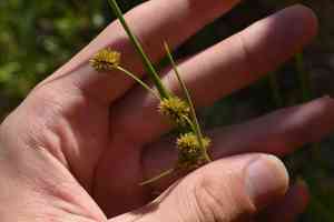 Pine barren flatsedge(Cyperus retrorsus)