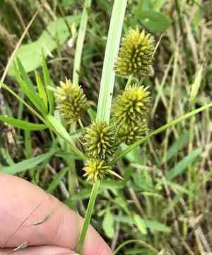 Pine barren flatsedge(Cyperus retrorsus)