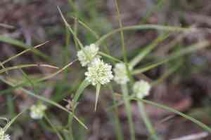Texas flatsedge(Cyperus seslerioides)
