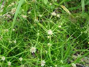 Texas flatsedge(Cyperus seslerioides)