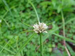 Texas flatsedge(Cyperus seslerioides)