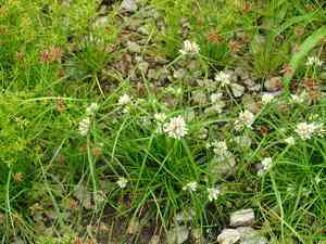 Texas flatsedge(Cyperus seslerioides)