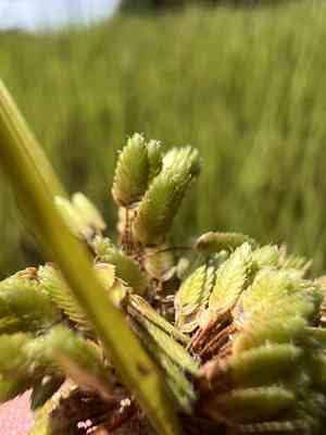 Surinam sedge(Cyperus surinamensis)
