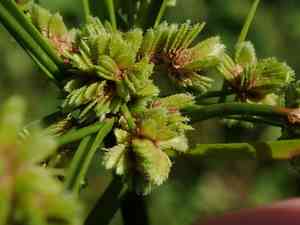 Surinam sedge(Cyperus surinamensis)