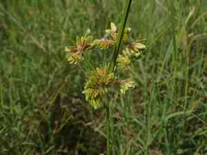 Surinam sedge(Cyperus surinamensis)